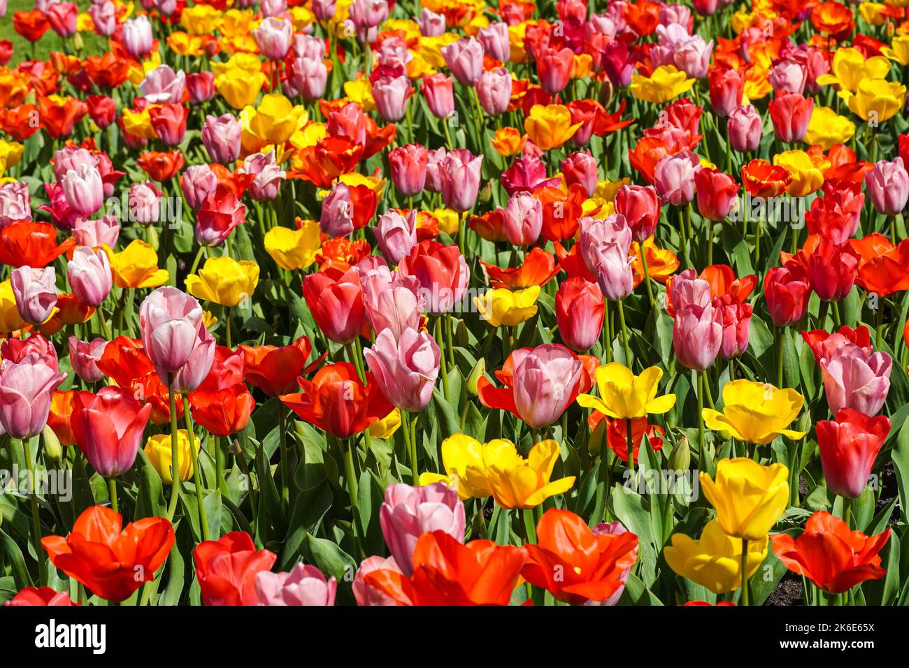 Tulipani rosa, tulipani rossi e tulipani gialli che crescono su un aiuola Foto Stock