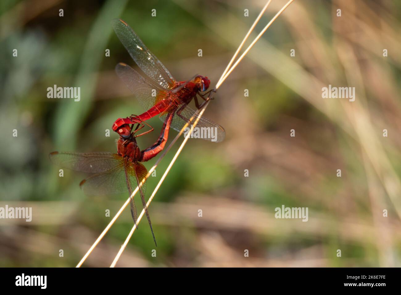 Coppia di scarlatto libellula o Crocothemis eritraea anche noto scarlatto aslargo, scarlatto comune, scarlatto darter Foto Stock