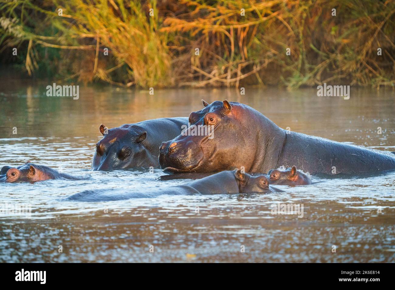 Famiglia di cippoli (ippopotamo anfibio) nell'acqua di un fiume. Parco Nazionale di Hwange, Zimbabwe, Africa Foto Stock