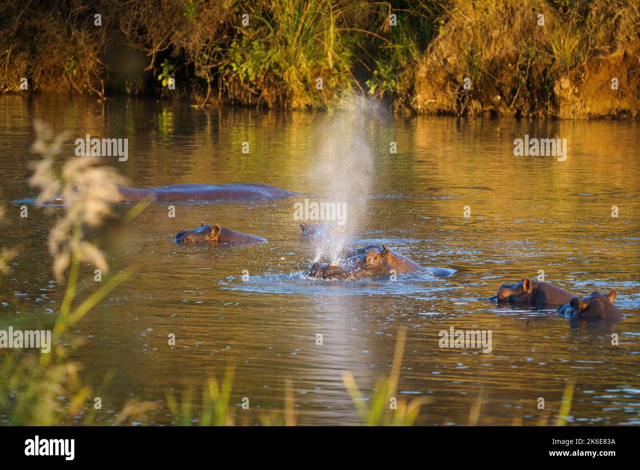 Ippopotamo (ippopotamo anfibio) in acqua spruzzi nel fiume. Parco Nazionale di Hwange, Zimbabwe, Africa Foto Stock