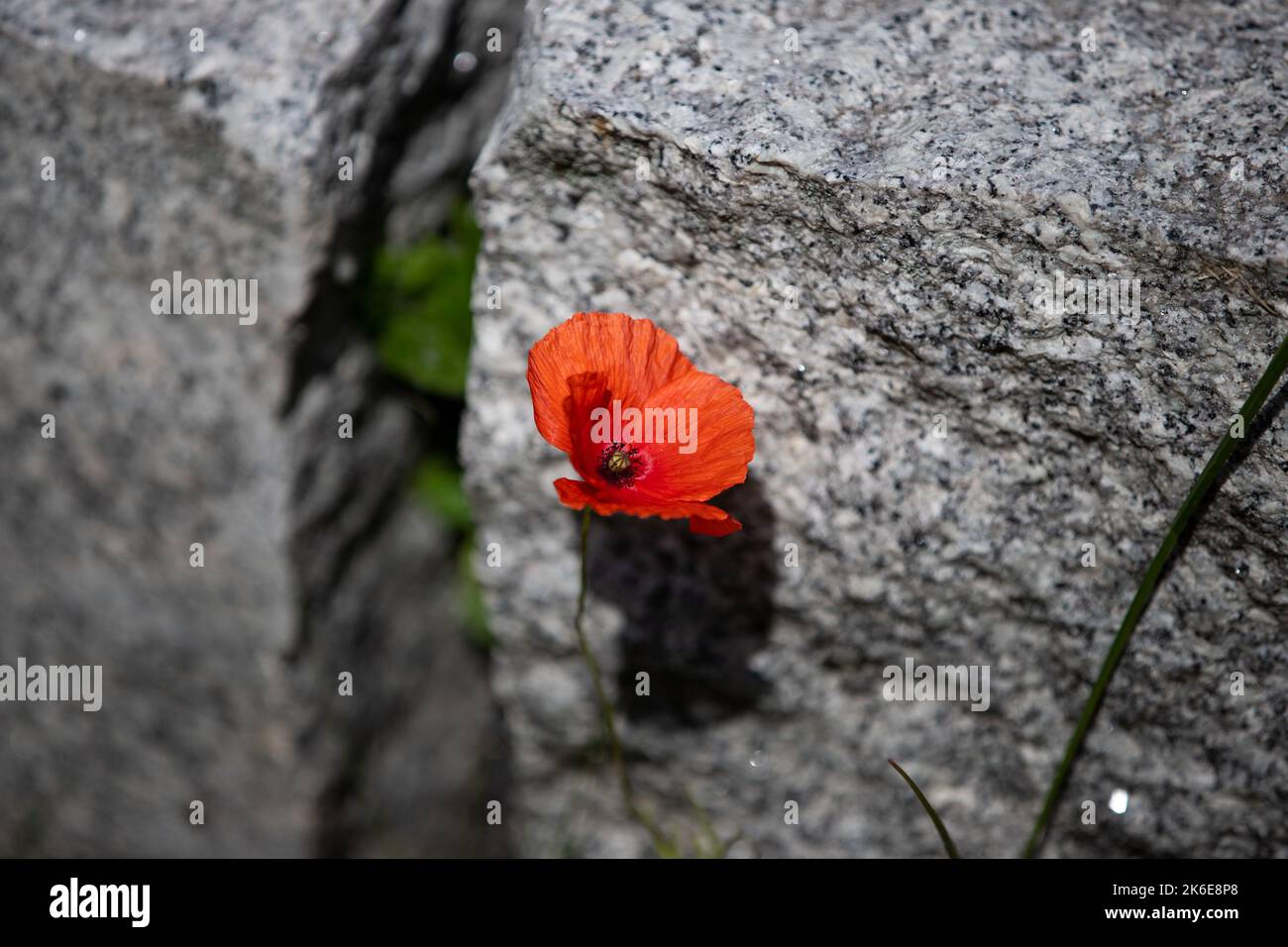 Un fuoco selettivo di un singolo papavero di mais rosso (rhoeas di Papaver) che cresce dalle rocce Foto Stock