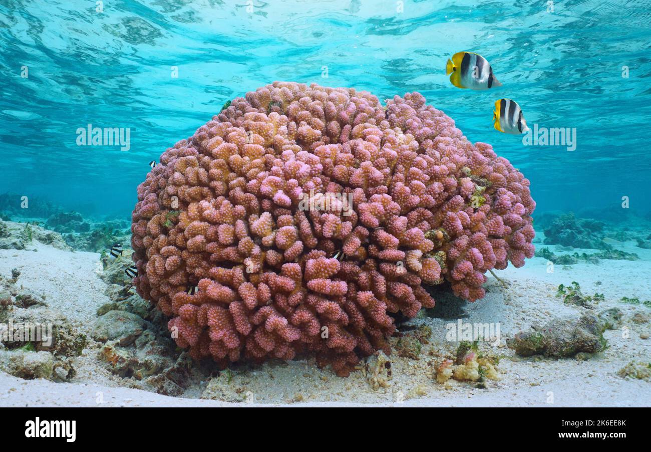 Corallo rosa sott'acqua nell'oceano, Pocillopora meandrina, comunemente noto come corallo cavolfiore, Pacifico meridionale, Polinesia francese Foto Stock