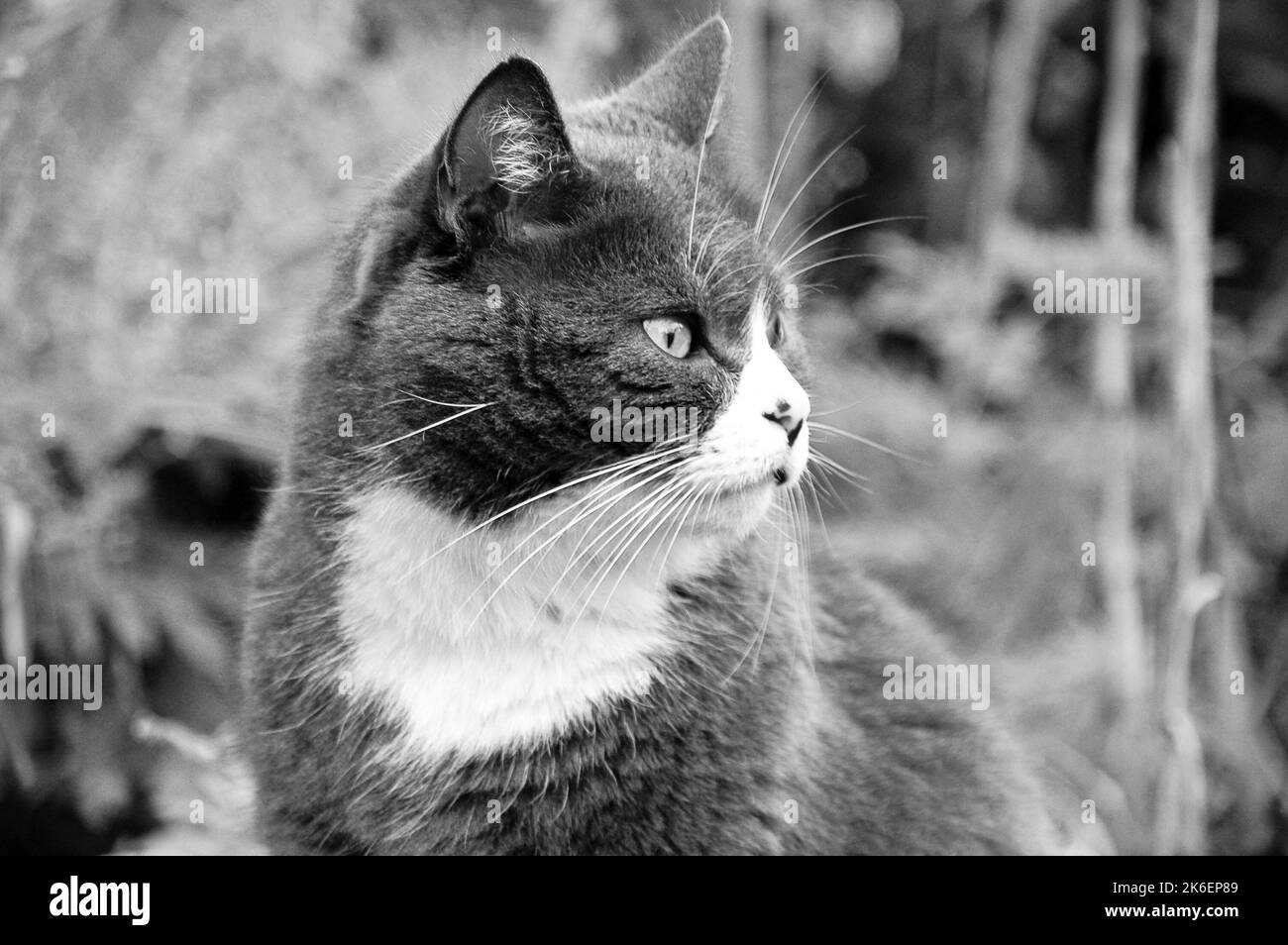 Ritratto di un gatto nero con occhi gialli, primo piano. Foto Stock