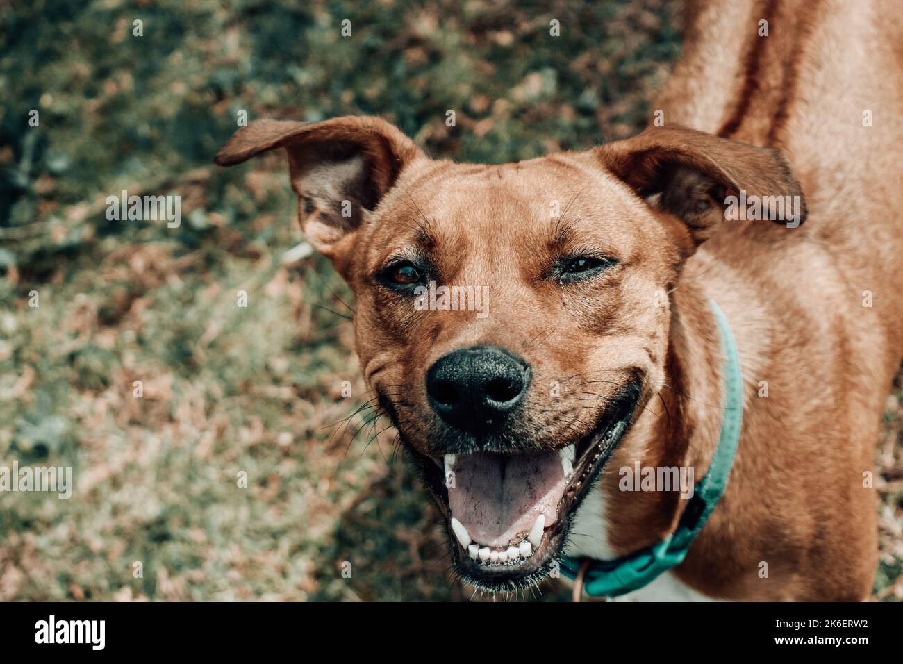 Un cane marrone sorridente con un collare verde e l'erba sullo sfondo. Foto Stock