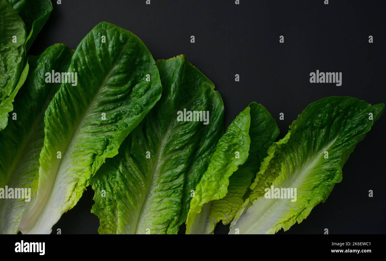 Lattuga romana o cos, verdure verdi frondosi che organizzano il modello piatto giaceva su fondo nero della struttura. Fotografia di cibo. Vista dall'alto, immagine orizzontale. Foto Stock