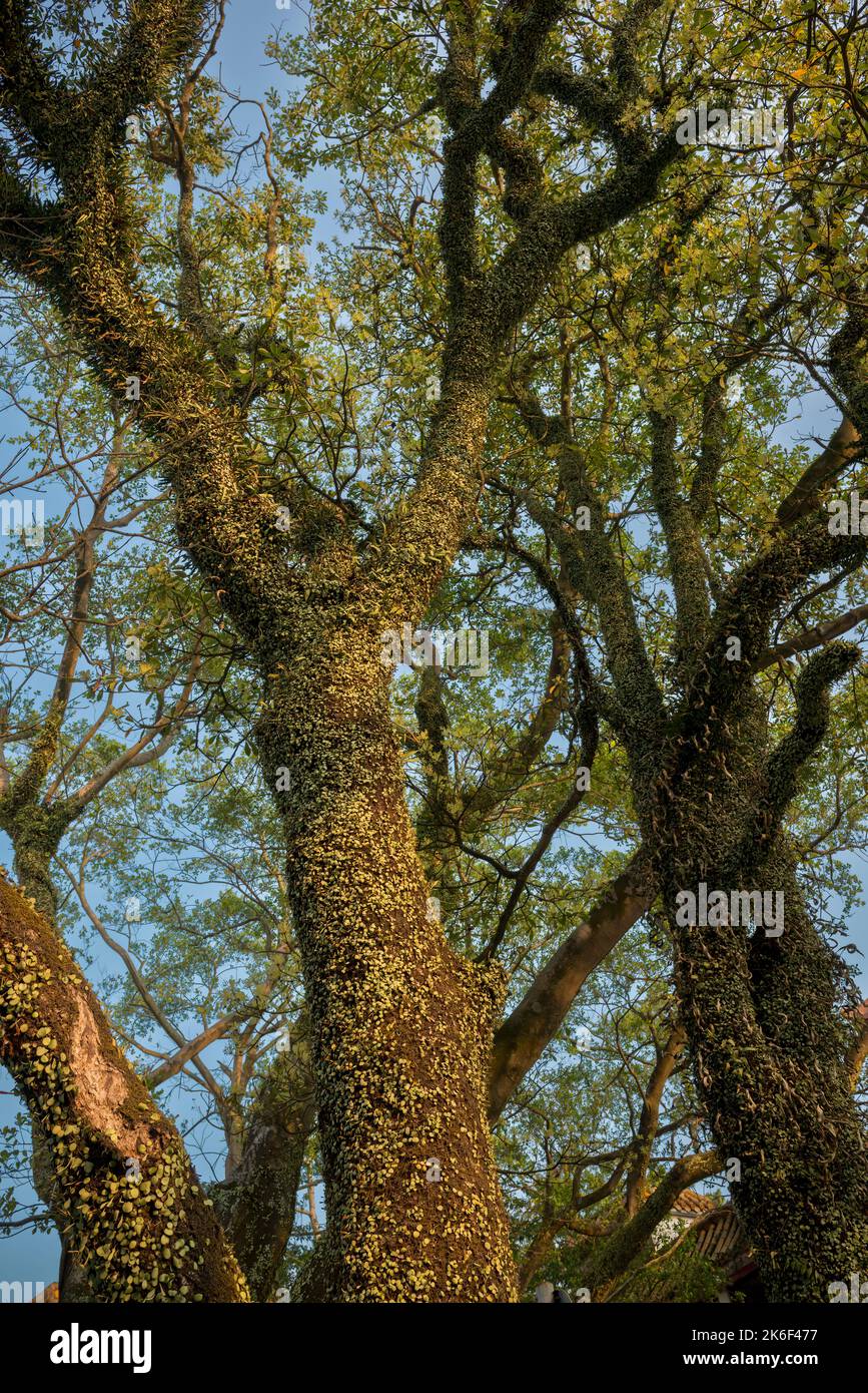 Piante epifatiche che crescono sugli alberi del Monastero di po Lin, Ngong Ping, Isola di Lantau, Hong Kong Foto Stock