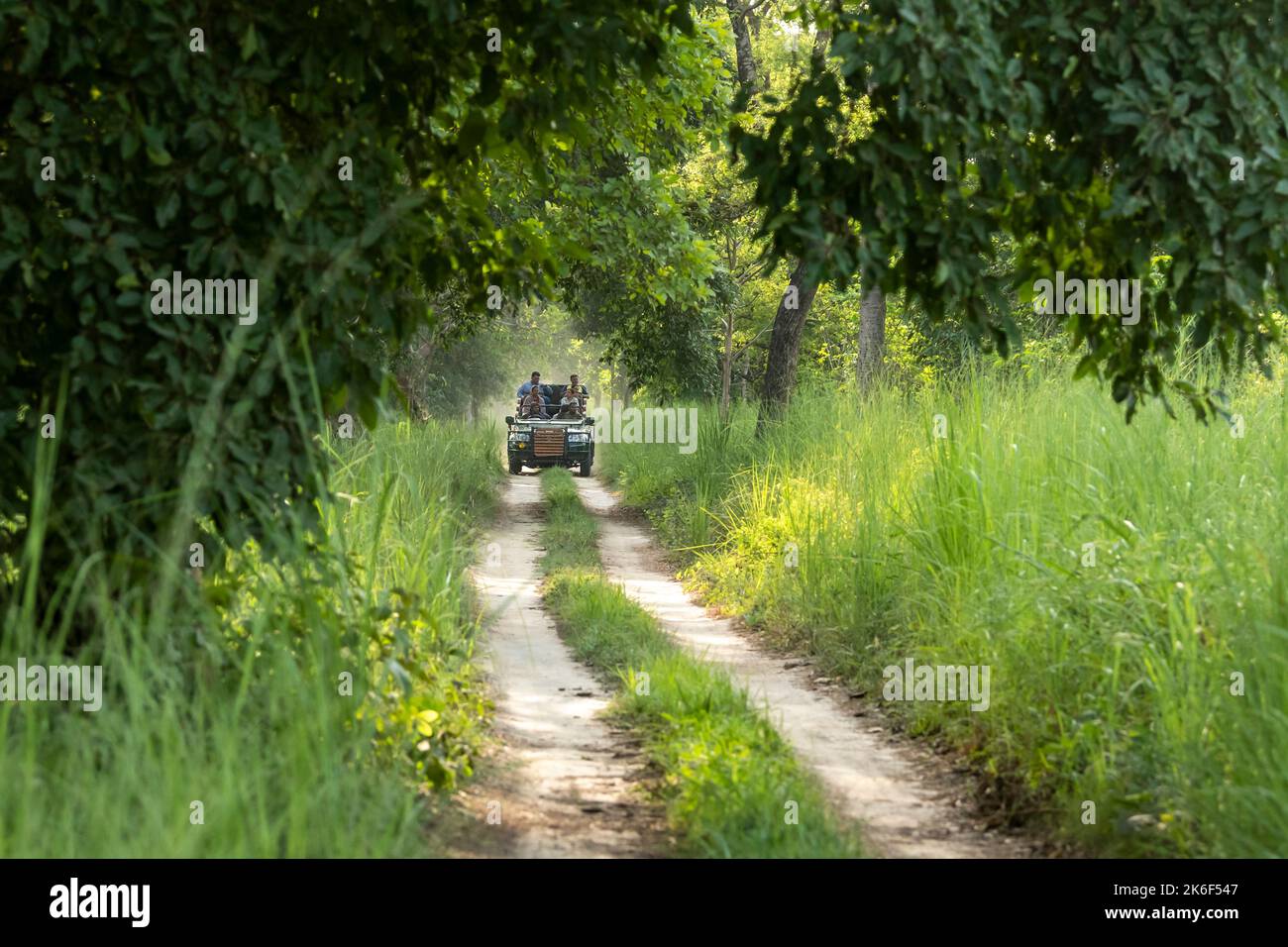 Riserva della tigre di Pilikhit, Pilikhit, Utttar pradesh, India - 22 maggio 2022 - safari della fauna selvatica o guida di gioco sulla strada panoramica dalla foresta della jeep di scorpio o della zingara Foto Stock