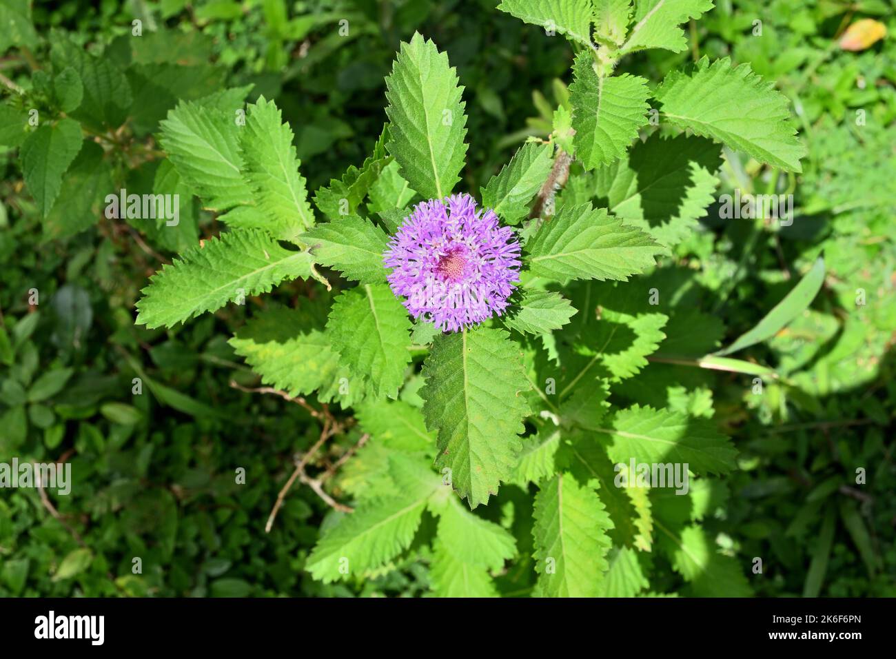 Fiore primo piano di una pianta invasiva conosciuta come Porcupine Flower (Centratherum punctatum) alla luce diretta del sole nel prato dello Sri Lanka Foto Stock