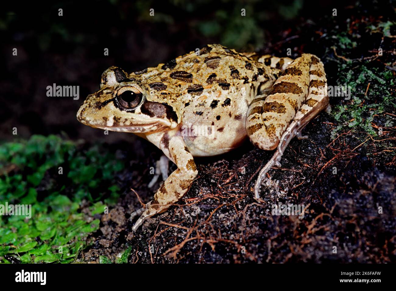 Un flusso di scatto rana (Strongylopus grayii) in habitat naturale, Sudafrica Foto Stock