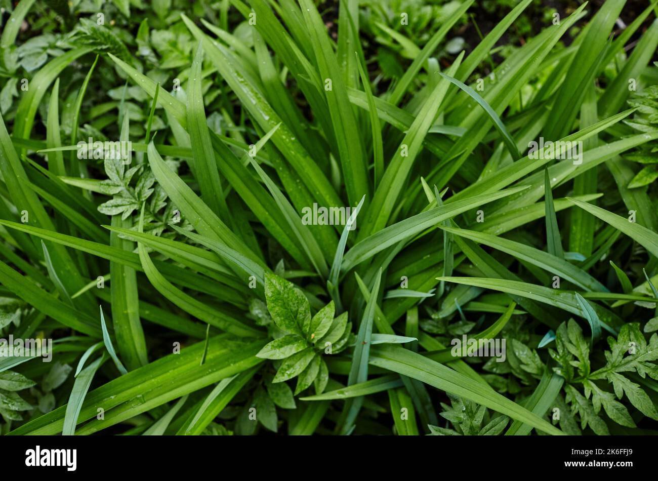 Immagine sfocata della vegetazione delle foglie in giardino. Verde scuro fogliame, sfondo natura Foto Stock