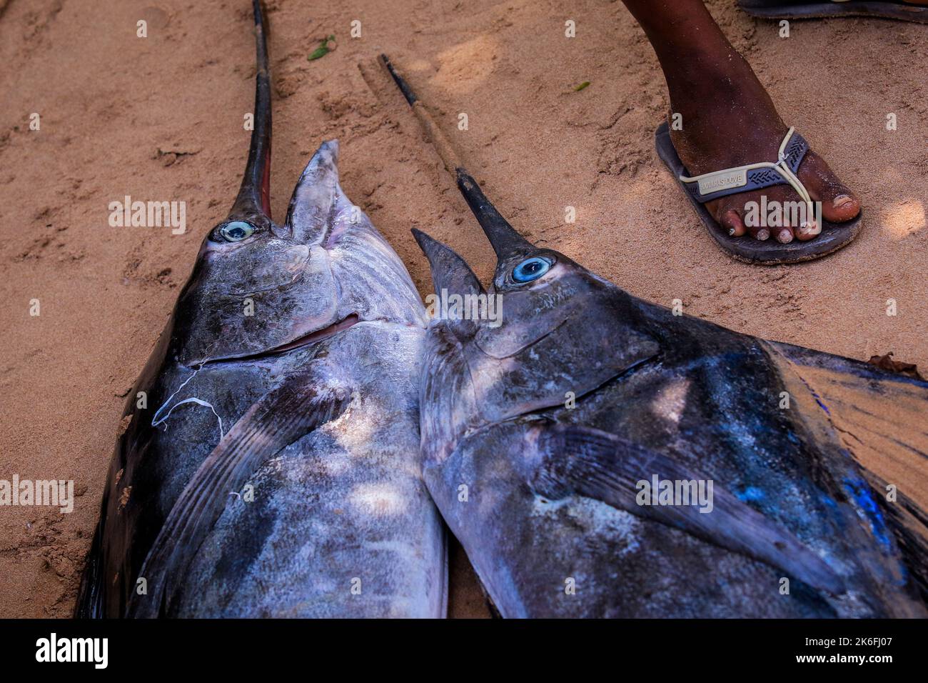 Uomo africano locale che vende pesce fresco Marlin sulla strada del Ghana, Africa occidentale Foto Stock