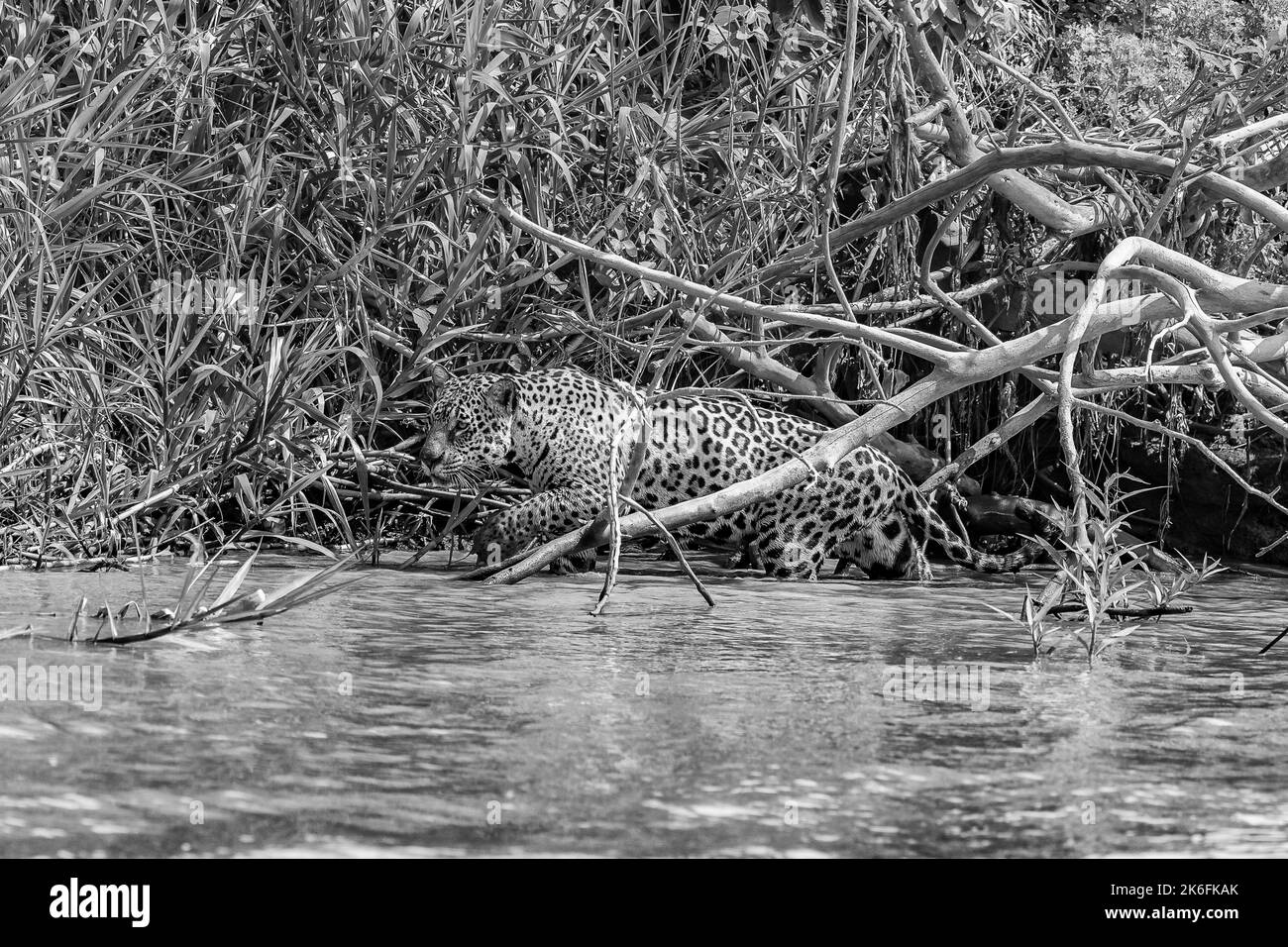 Jaguar camminando nelle stalle del fiume Cuiaba tra la vegetazione a strapiombo - bianco e nero Foto Stock