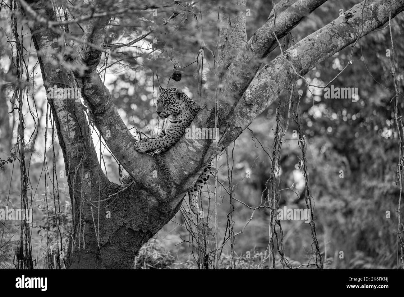 Giaguaro che riposa nella forchetta di un grande albero nel Pantanal, Brasile Foto Stock