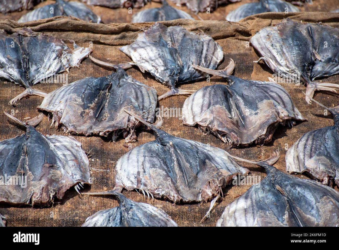 La procedura di pesce che asciuga salato. Foto Stock