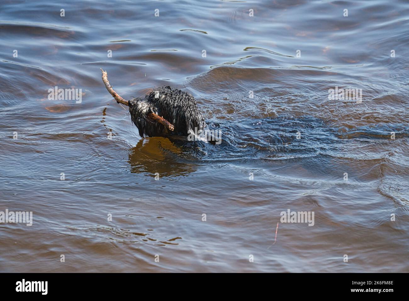 Un cane Goldendoodle. Il cane nuota nel lago con il bastone nella museruola. Camice marrone chiaro nero, lungo e riccio. Intimo cane di famiglia. Foto animale di un do Foto Stock