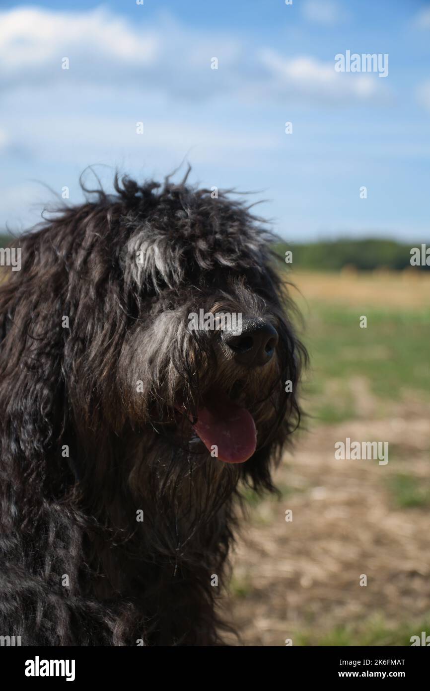 Ritratto di un cane Goldendoodle. Pelliccia soffice, riccia, lunga, nera marrone chiaro. Intimo cane di famiglia. Lo sguardo interessato nella natura. Foto animale di un cane Foto Stock