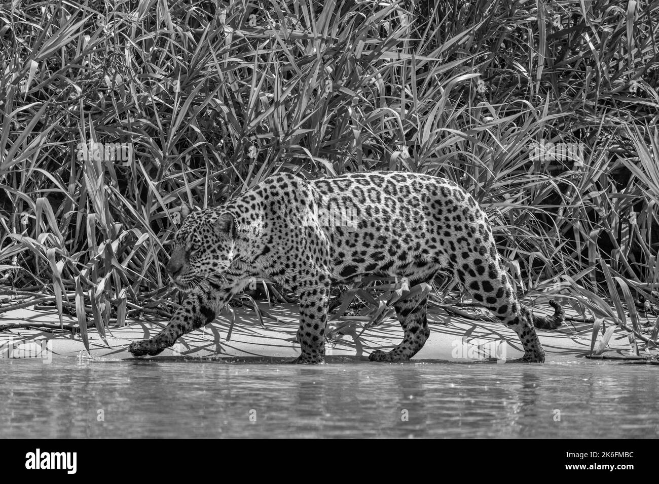 jaguar si collega lungo la riva del fiume Cuiaba durante la caccia - Pantanal, Brasile - bianco e nero Foto Stock