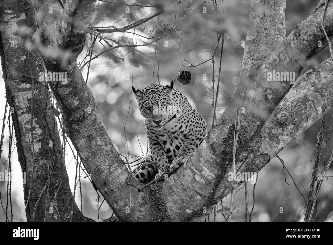 Jaguar con le orecchie pricked in allerta seduta nella forcella di un grande albero - Pantanal, Brasile Foto Stock