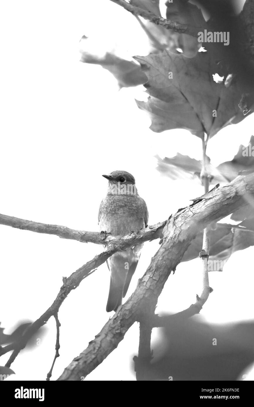 Un tiro in scala di grigi a basso angolo dell'adorabile solitario di Townsend appollaiato su un ramo di albero in California Foto Stock