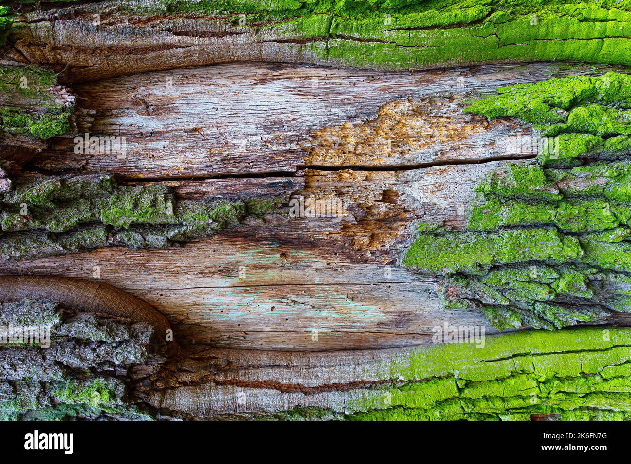 Muschio verde su un vecchio albero che ha esposto la corteccia interna. Sfondo mistico fiaba foresta. Foto Stock