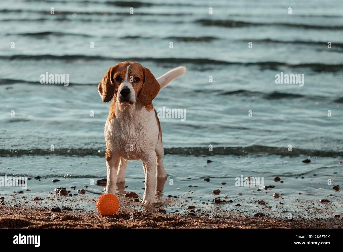 Cane in piedi sulla riva del fiume e guardando la macchina fotografica. Foto Stock