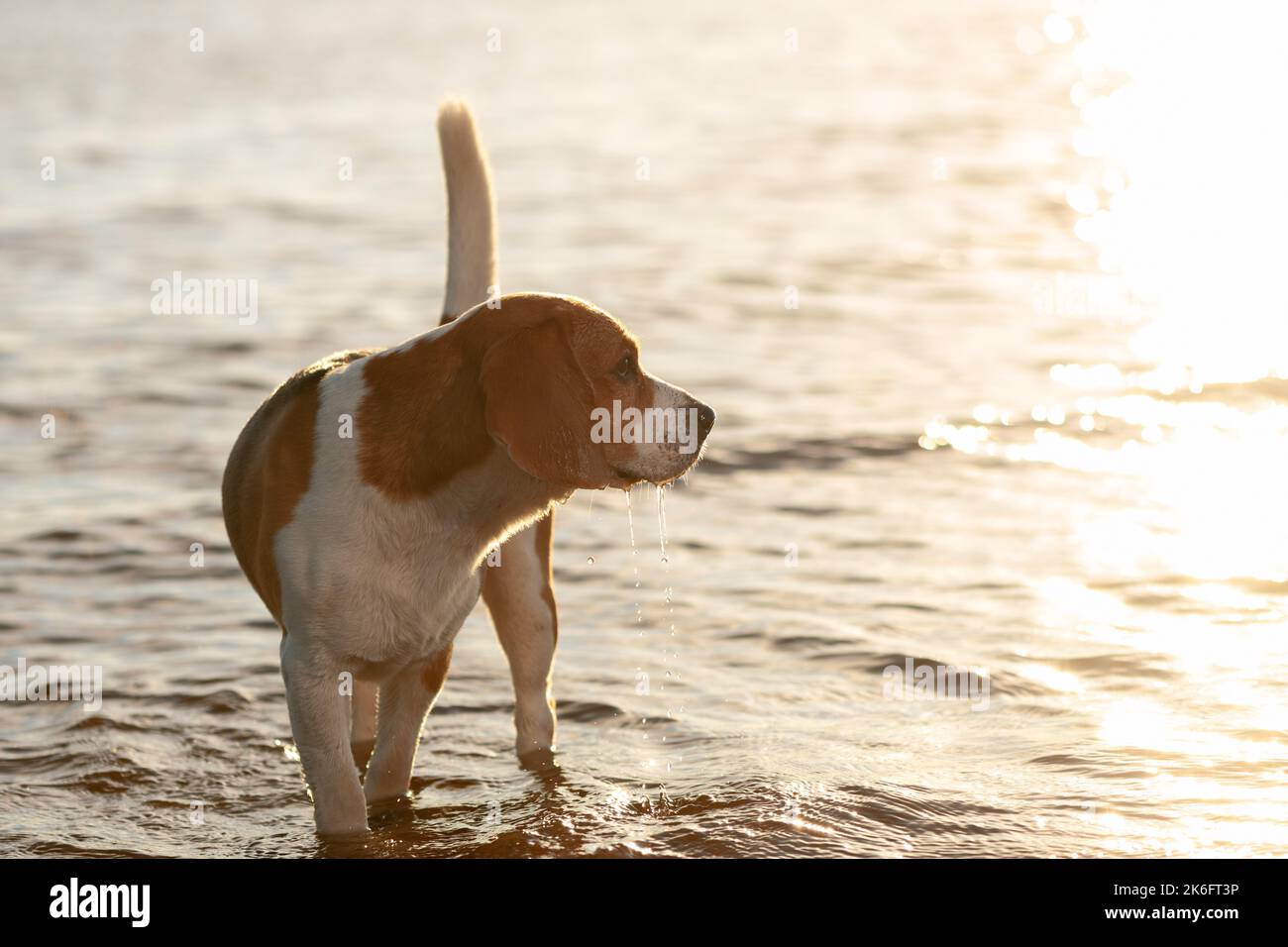Cane Beagle in piedi in acqua al tramonto. Foto Stock