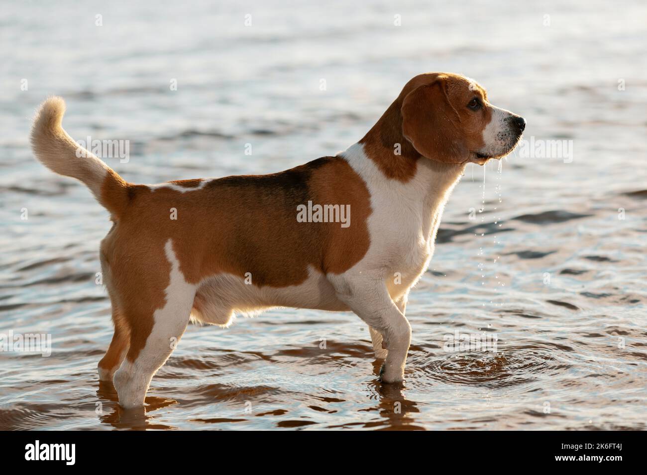 Cane Beagle inglese in piedi in acqua, vista laterale. Foto Stock