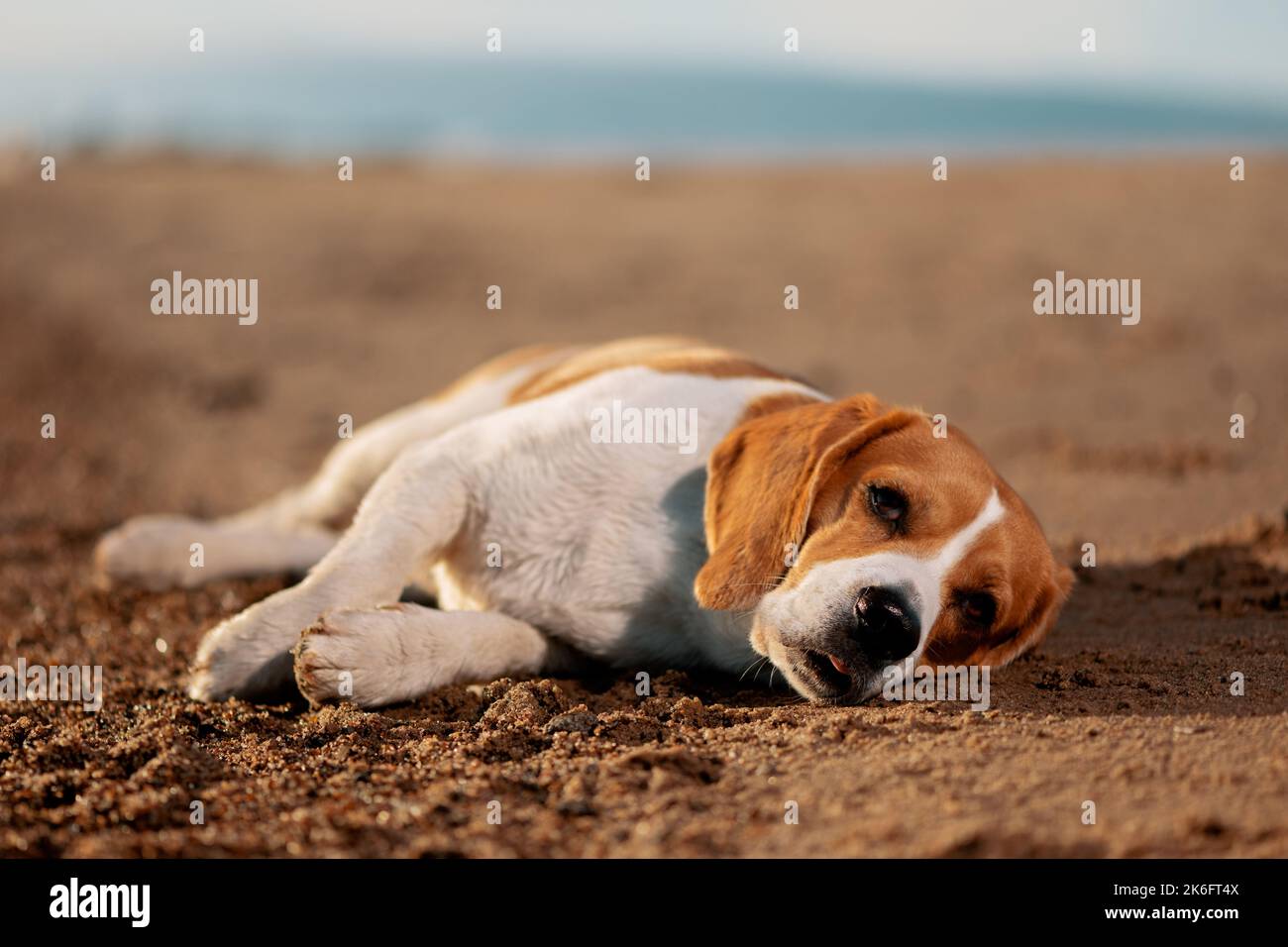 Cane Beagle inglese sdraiato sulla sabbia al tramonto. Foto Stock