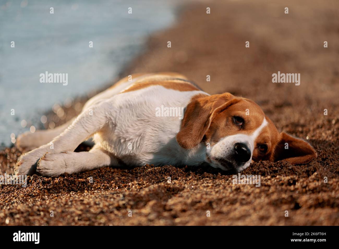 Beagle inglese sdraiato sulla spiaggia vicino all'acqua e ascoltare Foto Stock