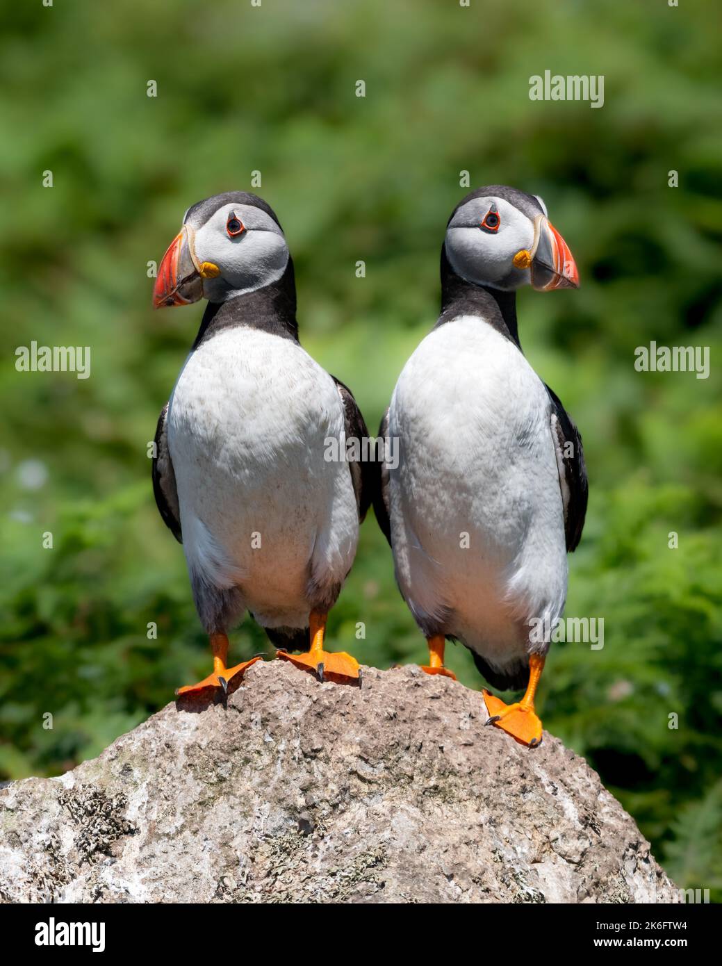 Due Puffins Atlantici in piedi su una roccia contro sfondo verde naturale Foto Stock