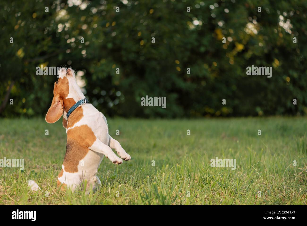 Cane che abbaia seduto sulle zampe posteriori all'aperto Foto Stock