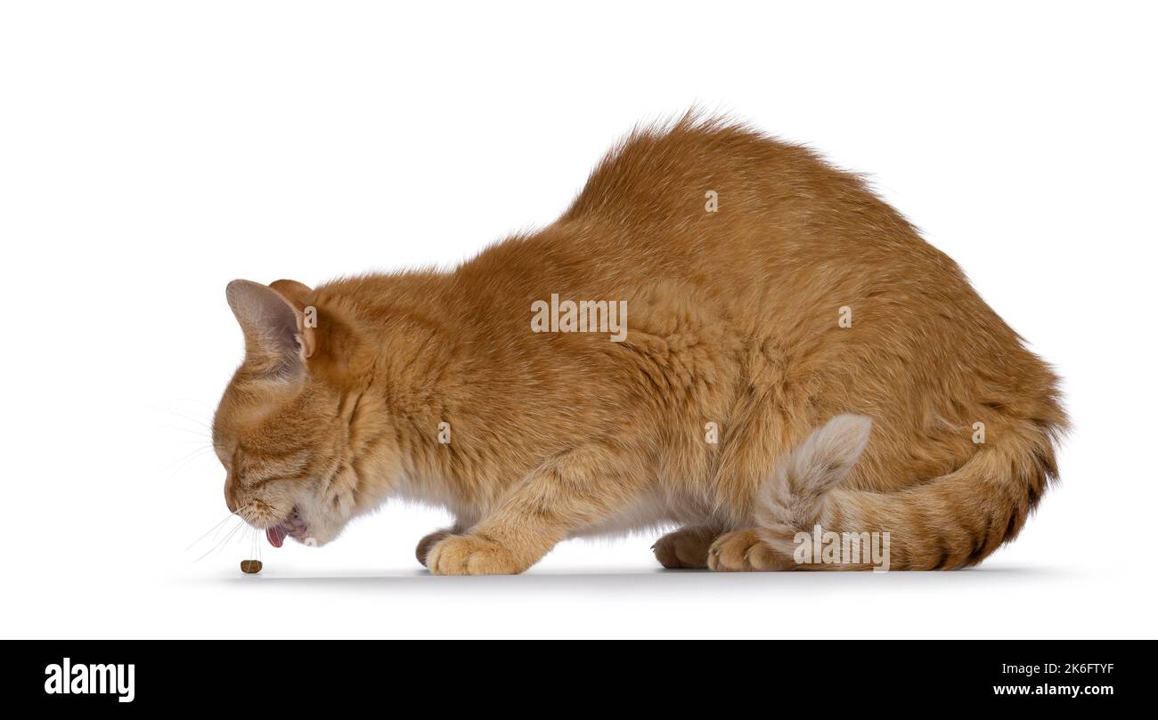 Gatto rosso della casa dell'adulto, che depone verso il basso i sensi che mangiano il cibo asciutto. Isolato su sfondo bianco. Foto Stock