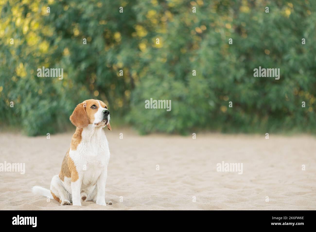 Cane carino seduto sulla sabbia all'aperto e guardando in alto Foto Stock