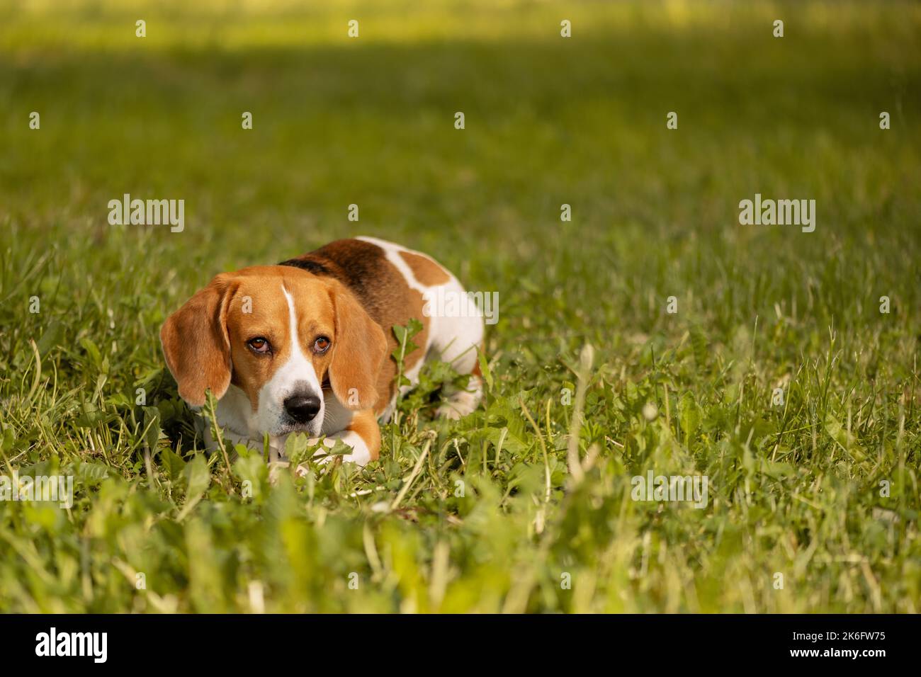Beagle inglese sdraiato sull'erba Foto Stock