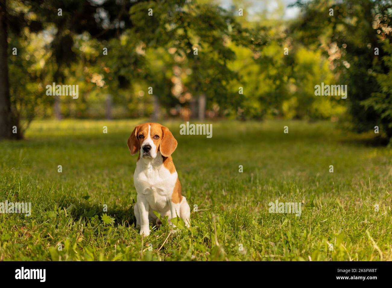 Cane Beagle seduto sull'erba nel parco Foto Stock