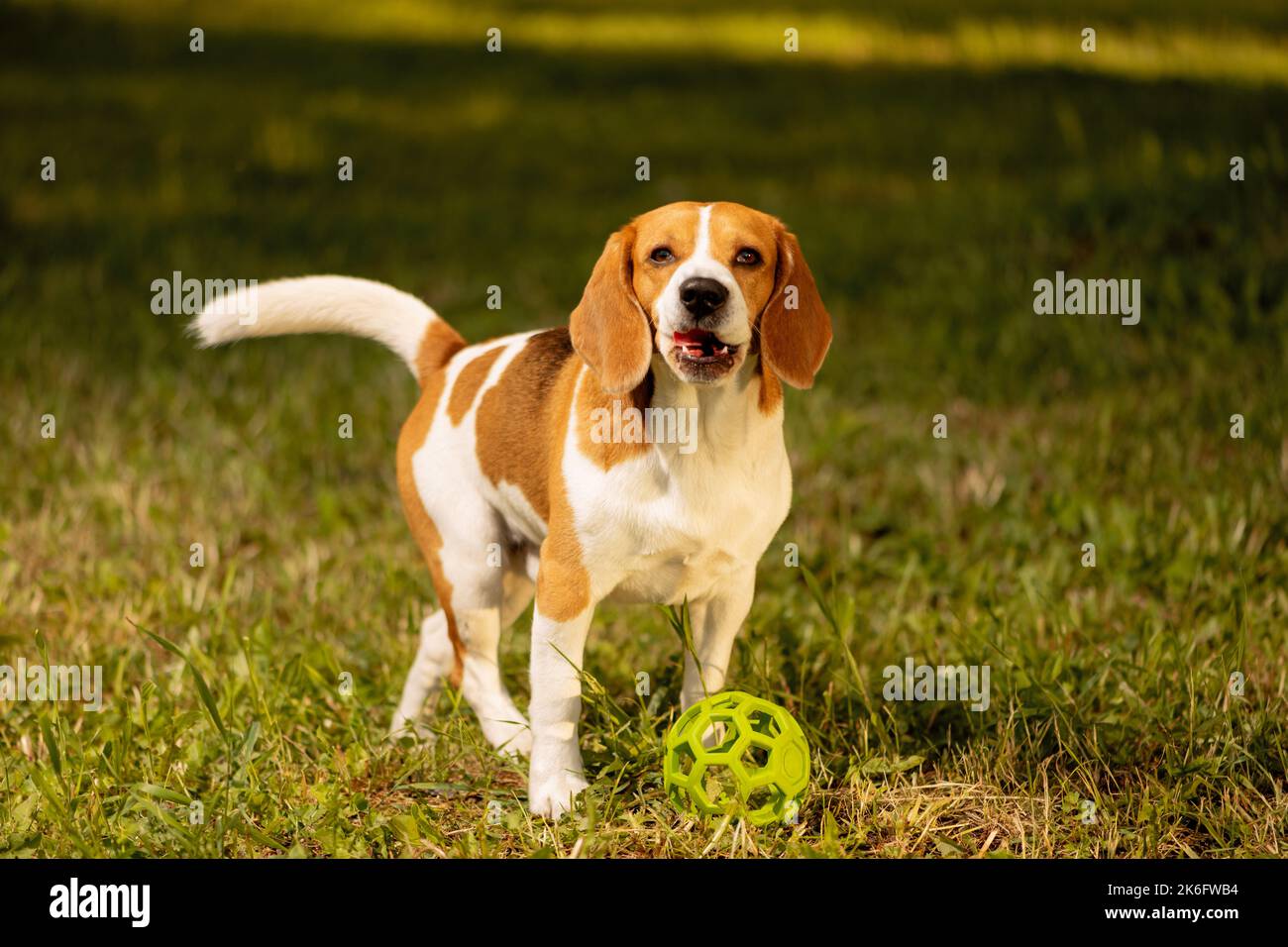 Cane felice in piedi accanto al giocattolo dell'animale sull'erba e leccare le labbra Foto Stock