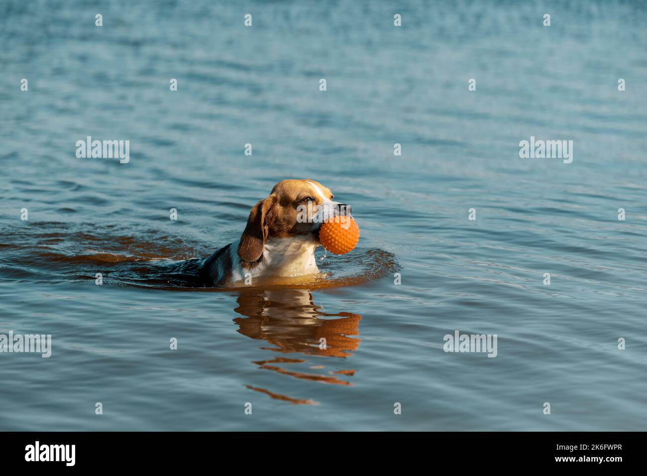 Cane Beagle inglese con palla di gomma arancione in bocca nuoto in acqua. Foto Stock