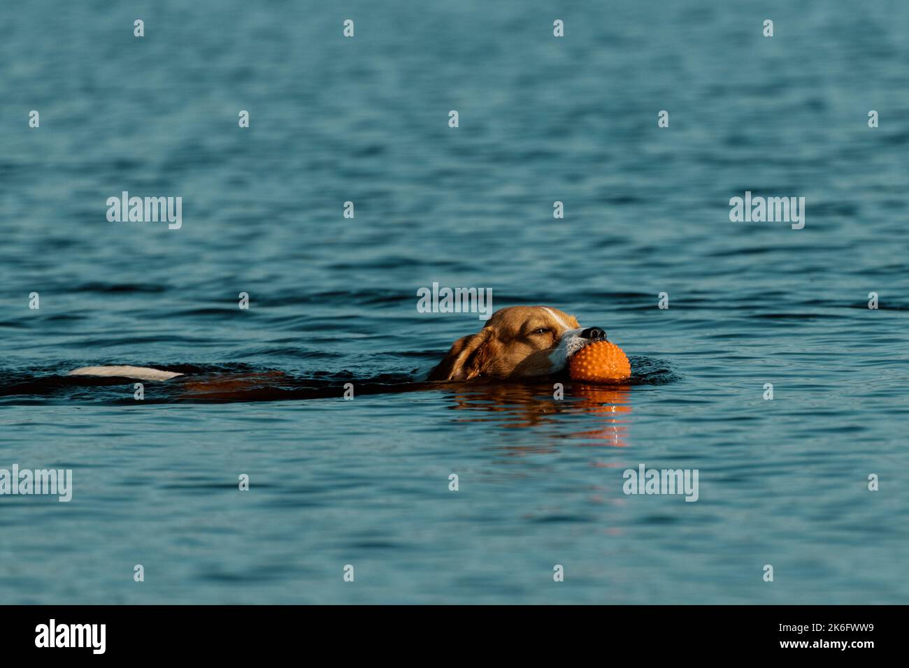 Cane con palla di gomma in bocca nuoto in acqua Foto Stock