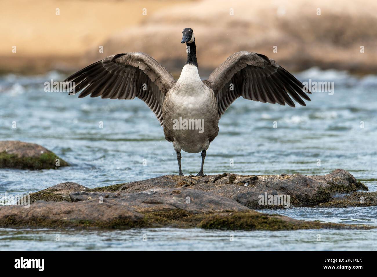 Un'oca Canadese in piedi con il suo Wings Open, su Una roccia piatta, circondata da acqua, in Un fiume Foto Stock