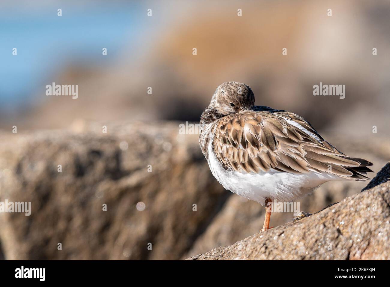 Ruddy Turnstone dorme in piedi su una gamba, su Una Big Rock Foto Stock