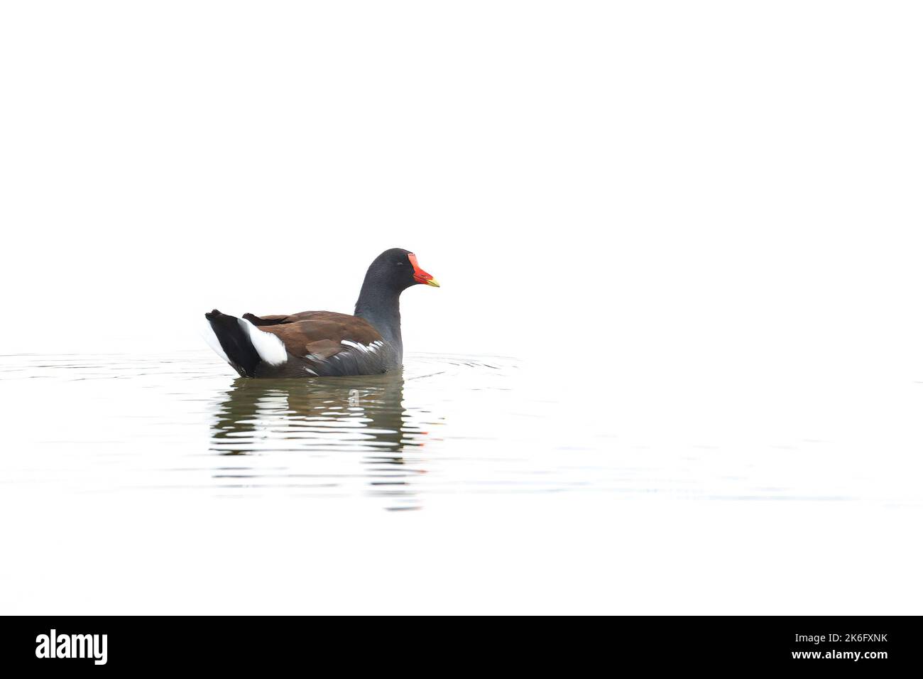 Gallinule comune isolato in acqua su sfondo bianco Foto Stock