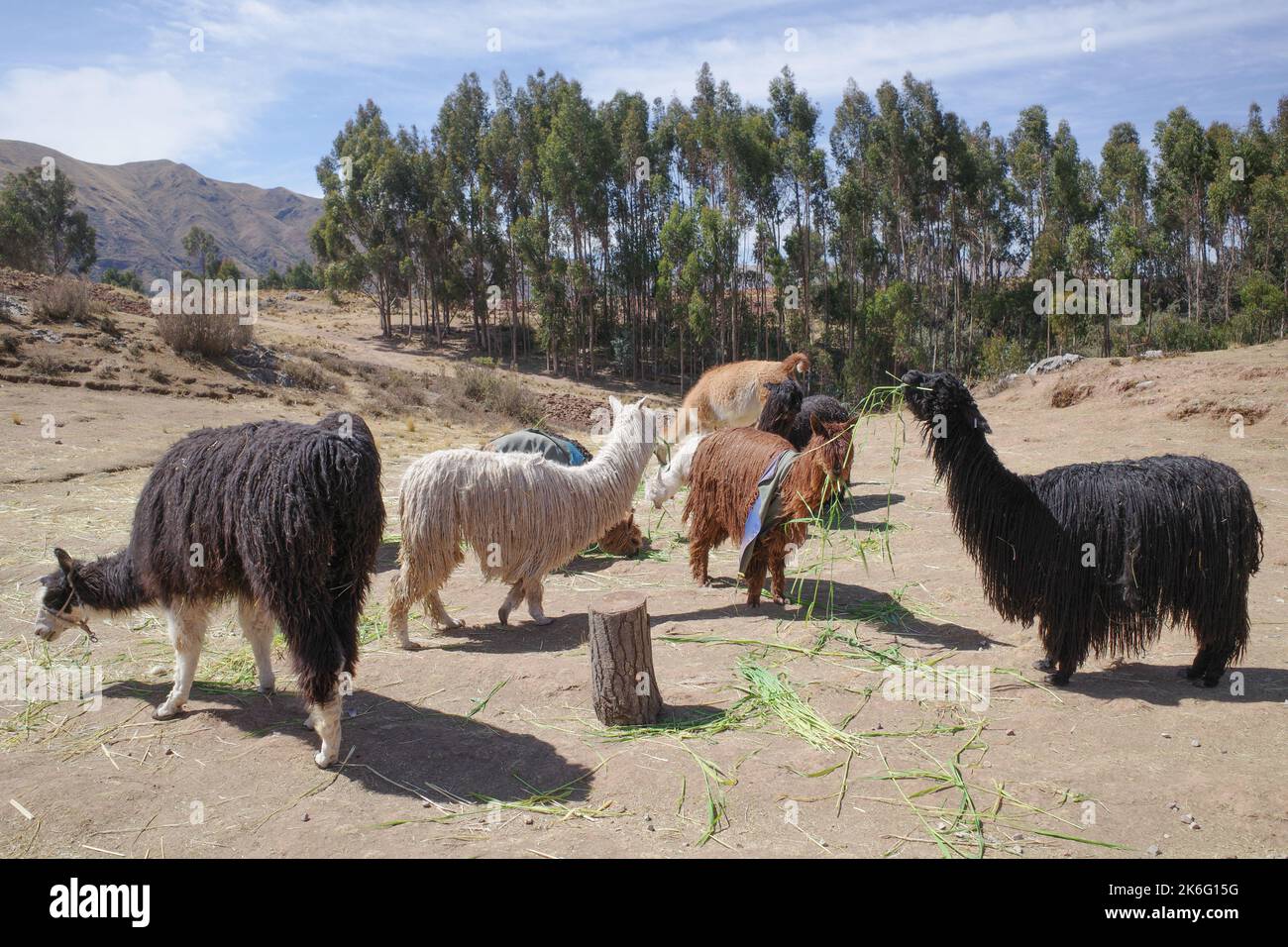 Llama in un ranch nelle Ande Mountains, vicino Cusco, Perù Foto Stock