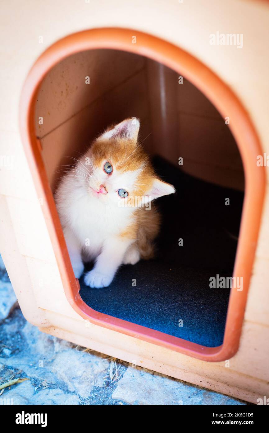 Piccolo gattino senza tetto rosso e bianco con occhi blu guardare fuori da casa all'aperto. Foto verticale. Carino animale domestico all'aperto. Concetto di infanzia Vagabond Foto Stock