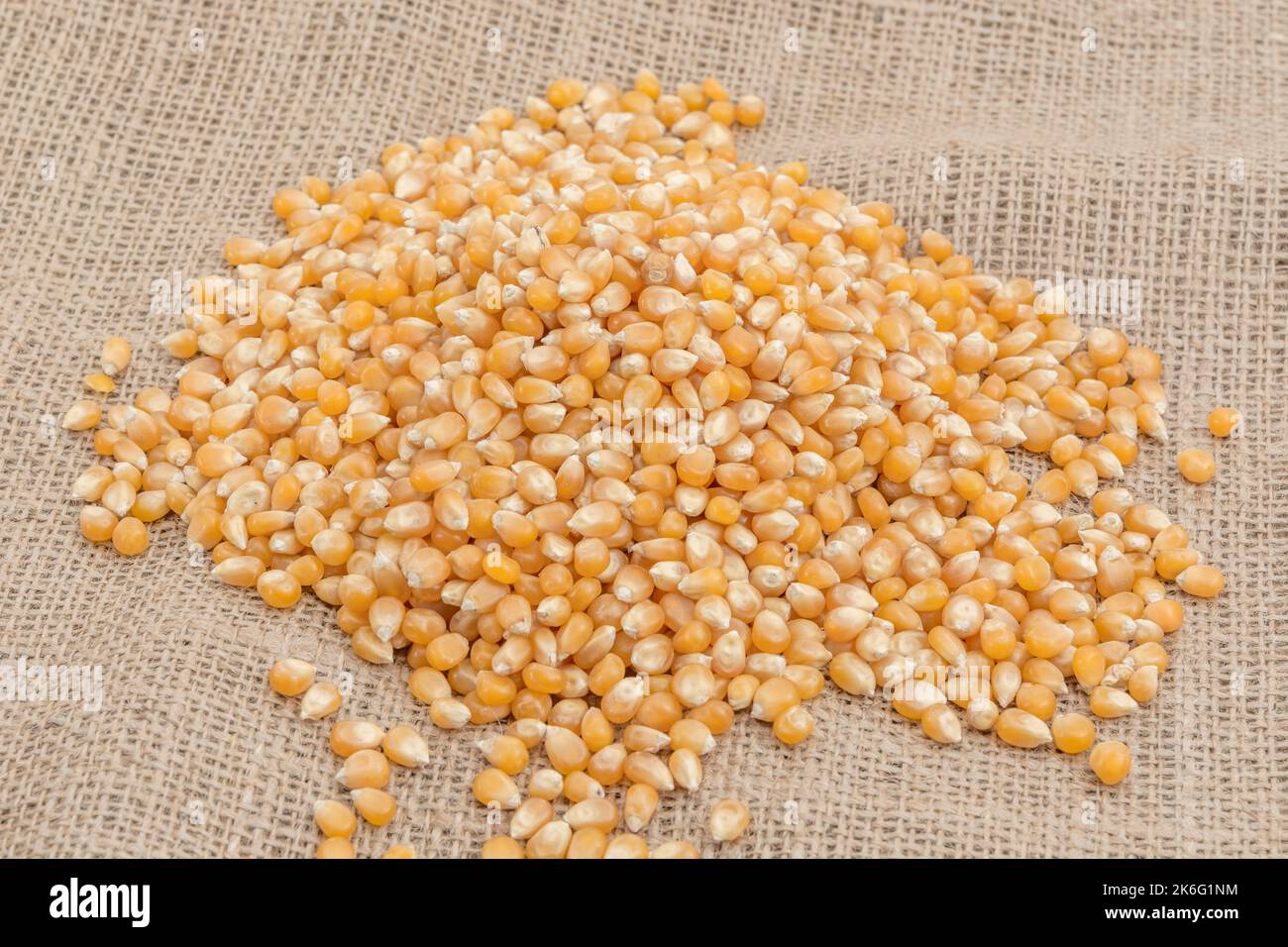 Chiudi colpo di semi di mais / semi di popcorn secchi parched su jute sacking - varietà possibilmente Zea mays var. evreta. Foto Stock