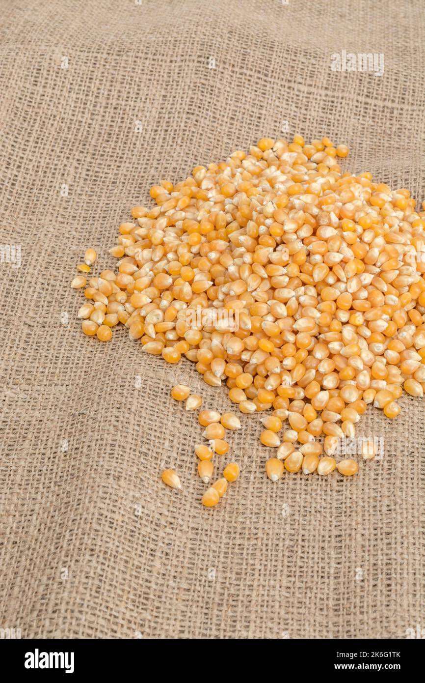 Chiudi colpo di semi di mais / semi di popcorn secchi parched su jute sacking - varietà possibilmente Zea mays var. evreta. Foto Stock