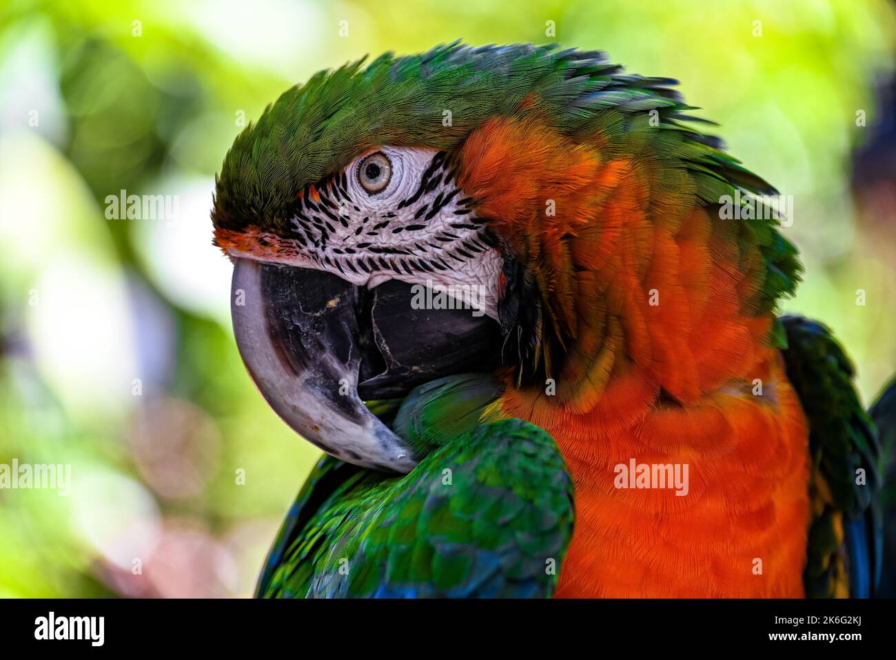 Un primo piano verticale di una testa di macaw che guarda alberi verdi laterali con sfondo sfocato Foto Stock