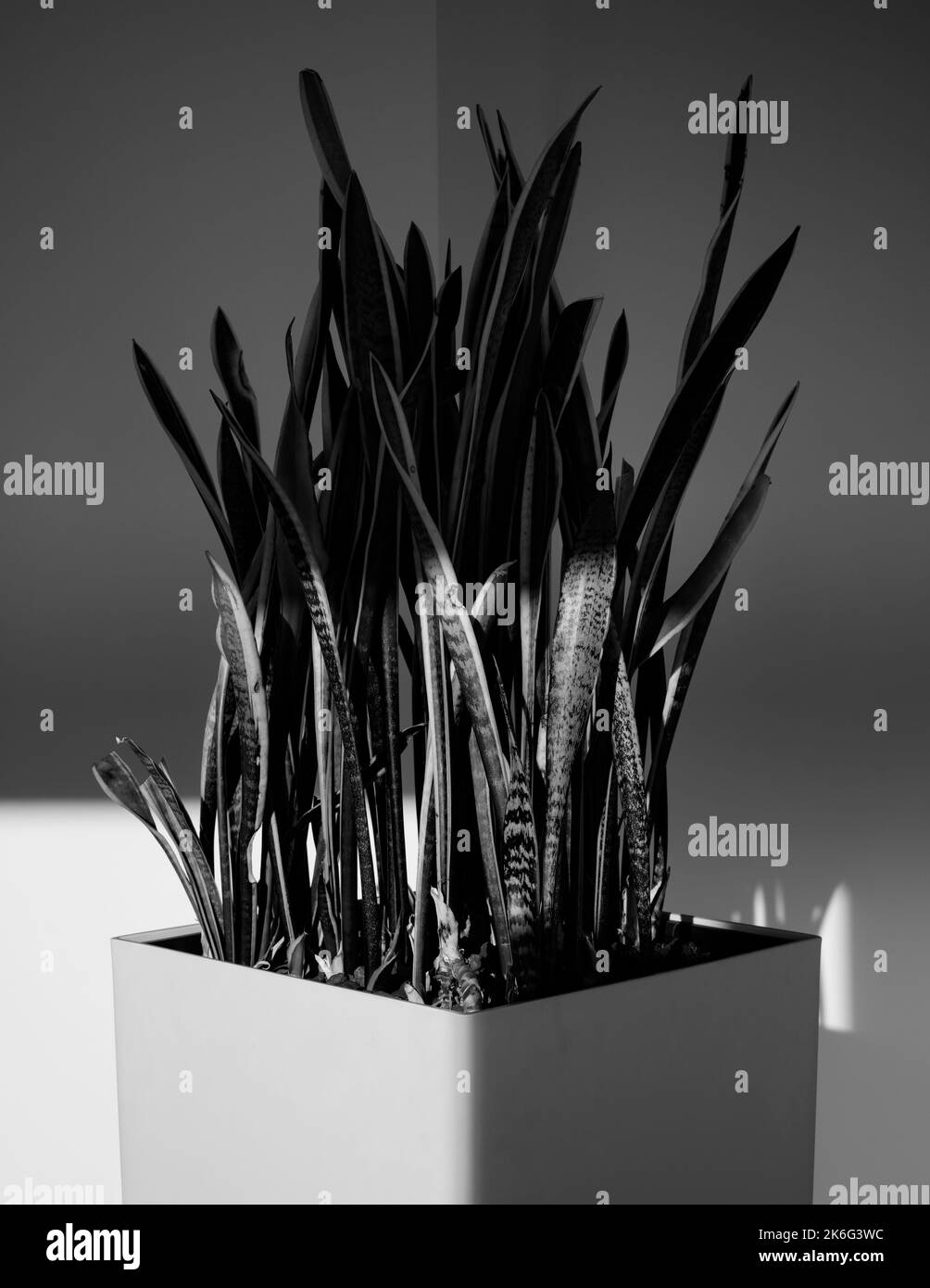 IMPIANTO INTERNO PER IL DESIGN DOMESTICO Foto Stock