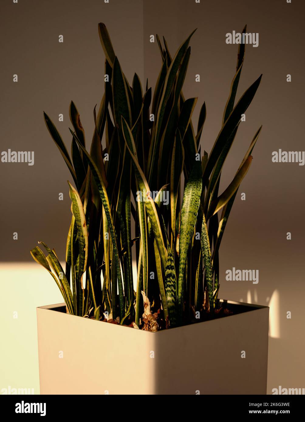 IMPIANTO INTERNO PER IL DESIGN DOMESTICO Foto Stock