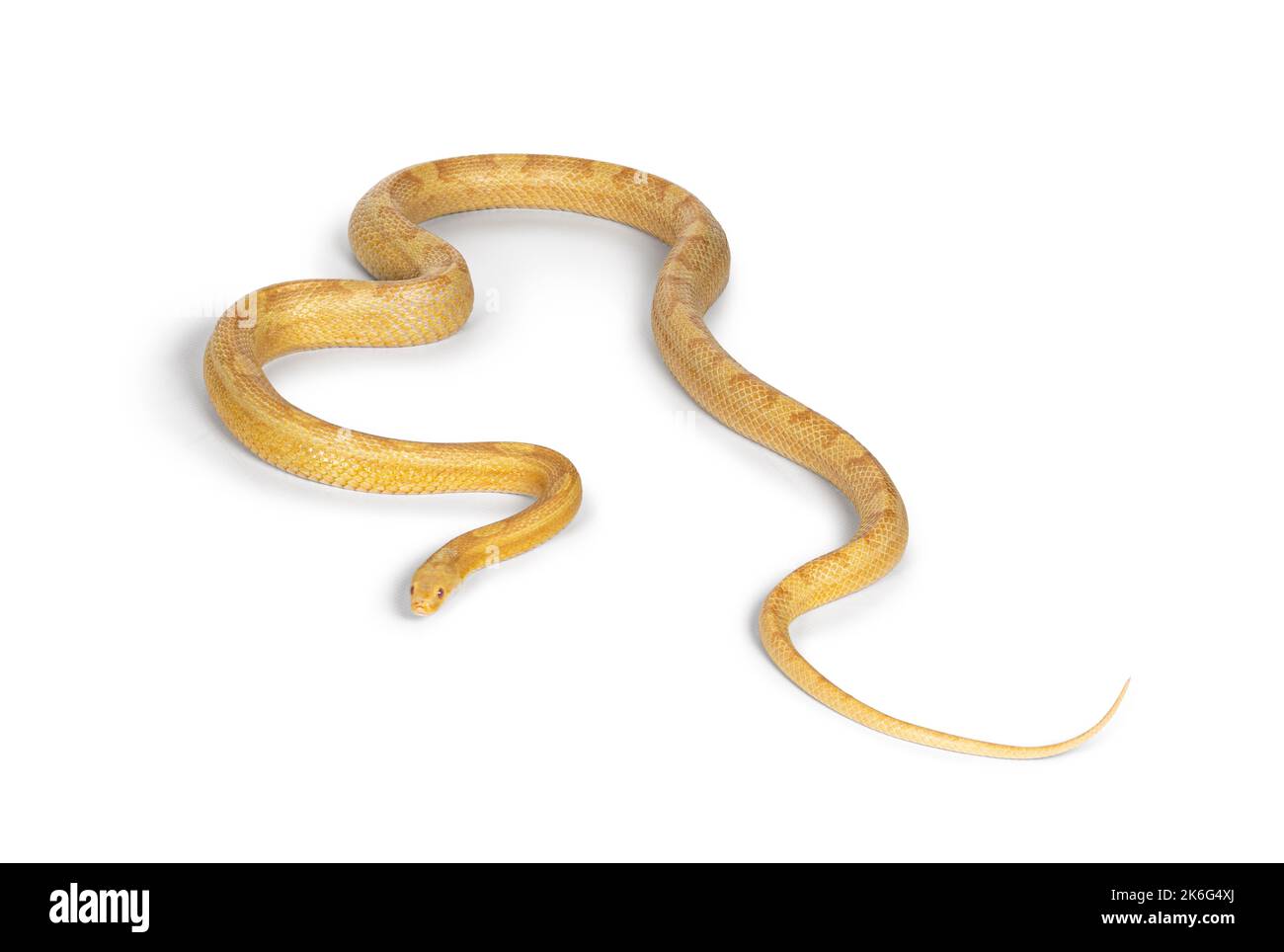 Serpente di mais al burro o serpente di ratto rosso, Pantherophis guttatus, isolato su uno sfondo bianco. Foto Stock
