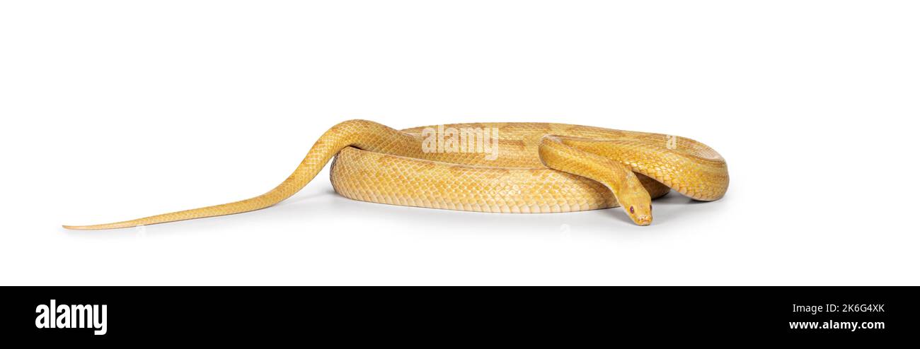 Serpente di mais al burro o serpente di ratto rosso, Pantherophis guttatus, isolato su uno sfondo bianco. Foto Stock
